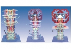 SYL/50011 透明腦干內部結構及傳導模型